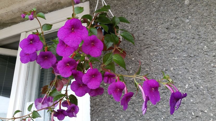  - Experiente cu achimenes