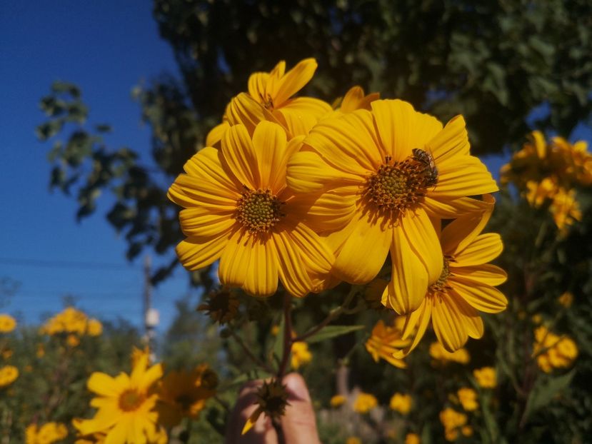 helianthus giganteum - Apicol 2021