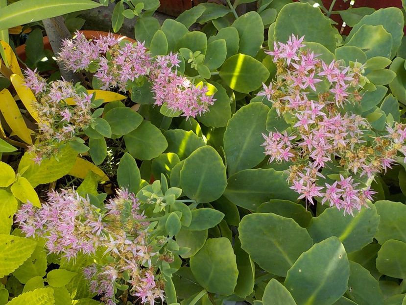  - sedum spectabiles brilliant