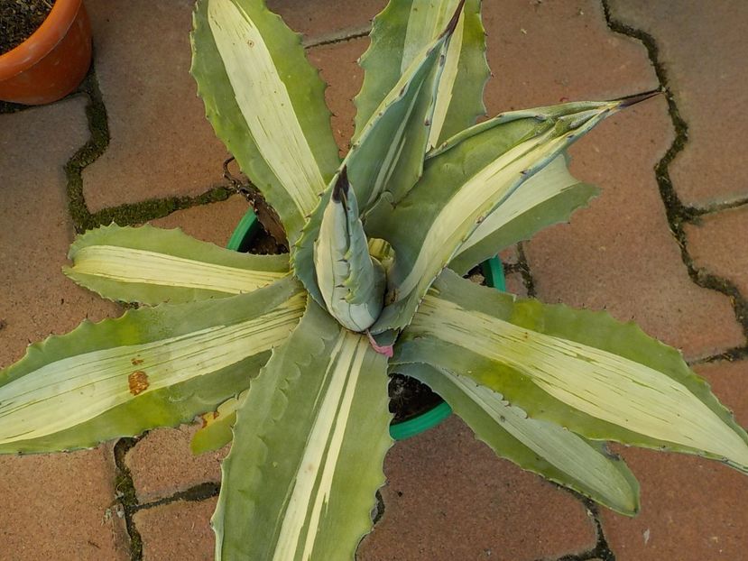  - Genul Agave