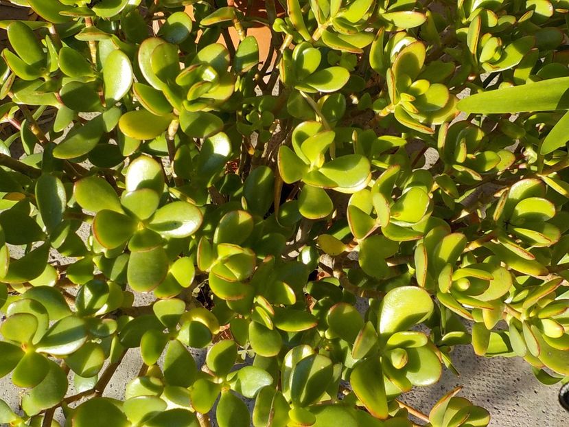  - crassula ovata