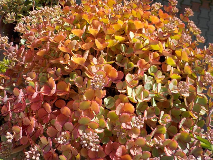 - sedum sieboldii