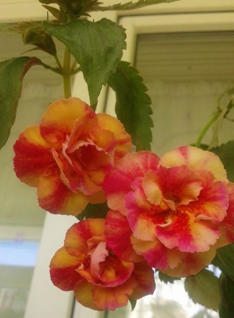 20210926_094012-1 - 000012 ACHIMENES