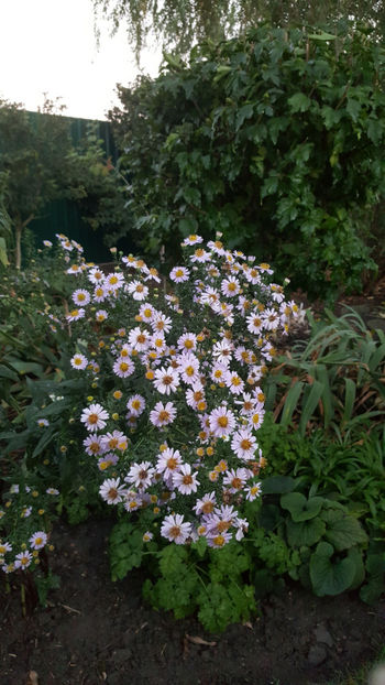 aster tataricus - Gradina si terasa PrimaLuce_8-Hello 2021