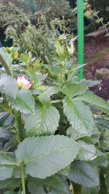 dahlia hybr. - Gradina si terasa PrimaLuce_8-Hello 2021