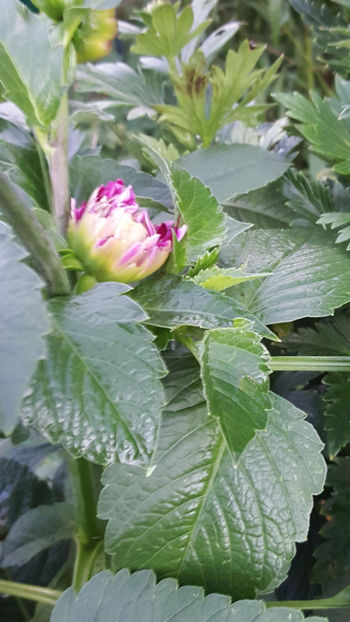 dahlia hybr. - Gradina si terasa PrimaLuce_8-Hello 2021