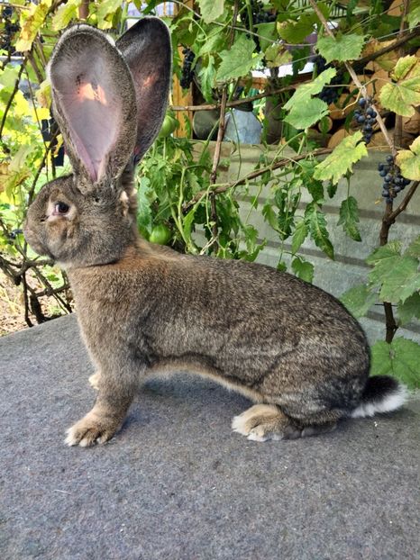 2025406E-B379-45A1-BD9C-E28E51BCB1F9 - RO 8-2123