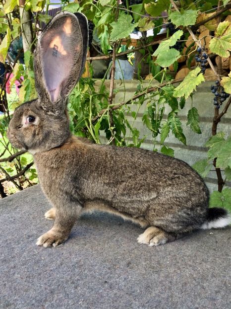 1E7F8F33-BFFE-4FD8-9DE6-FBF43DD39C90 - RO 8-2123