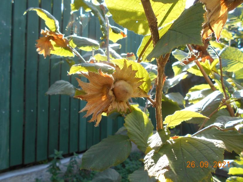 Alun - 02 Gradina de legume 2021