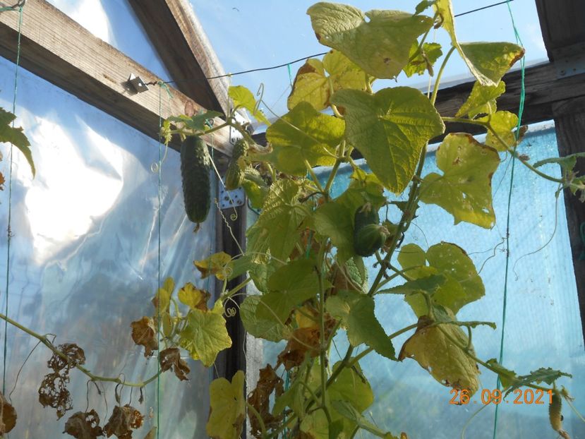  - 02 Gradina de legume 2021