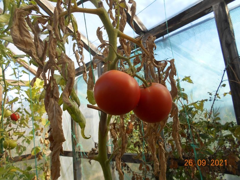  - 02 Gradina de legume 2021