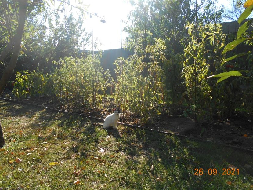  - 02 Gradina de legume 2021