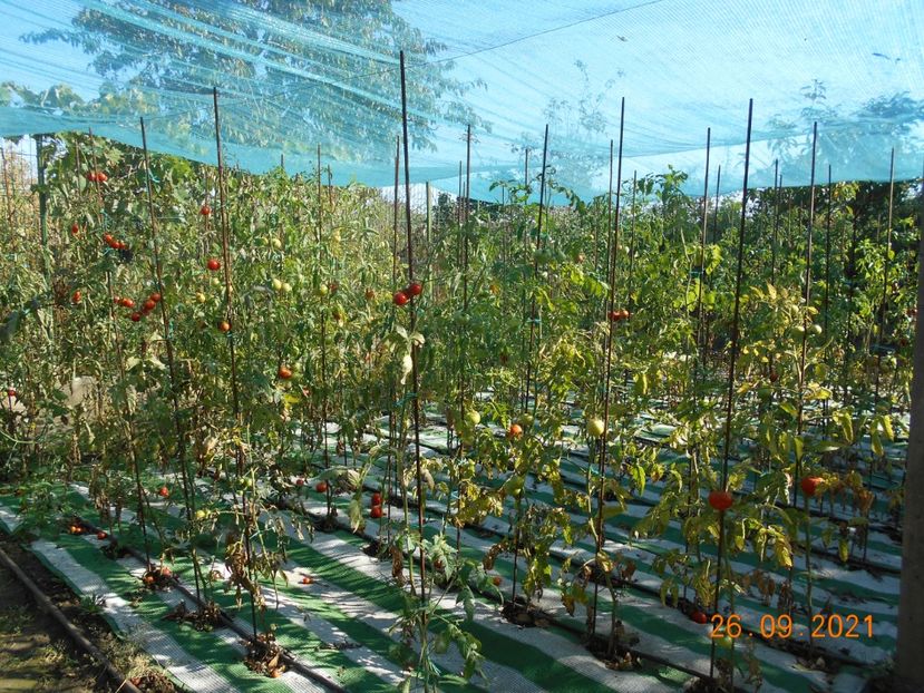 - 02 Gradina de legume 2021