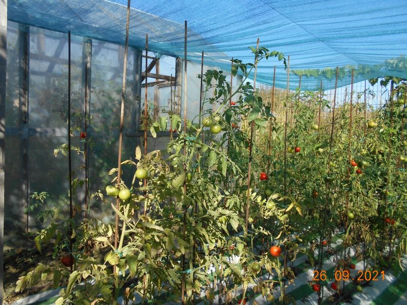  - 02 Gradina de legume 2021