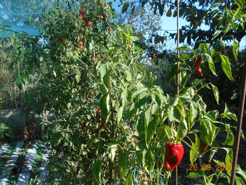  - 02 Gradina de legume 2021