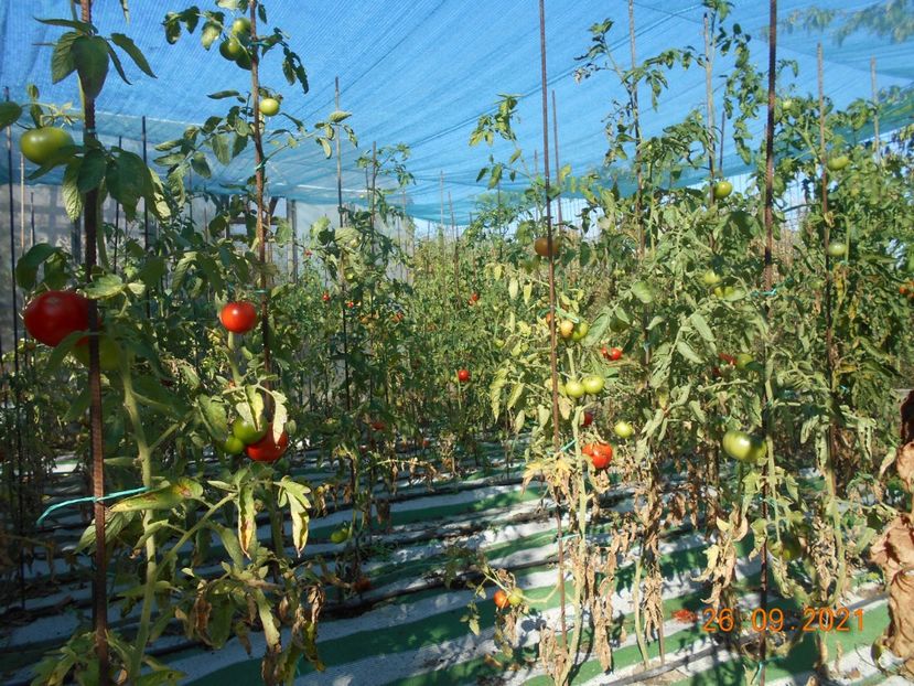  - 02 Gradina de legume 2021