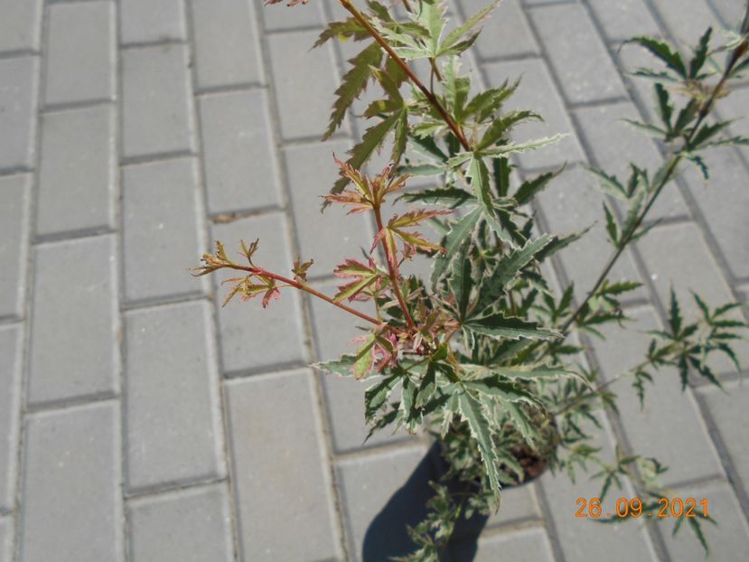  - 02 Toamna 2021