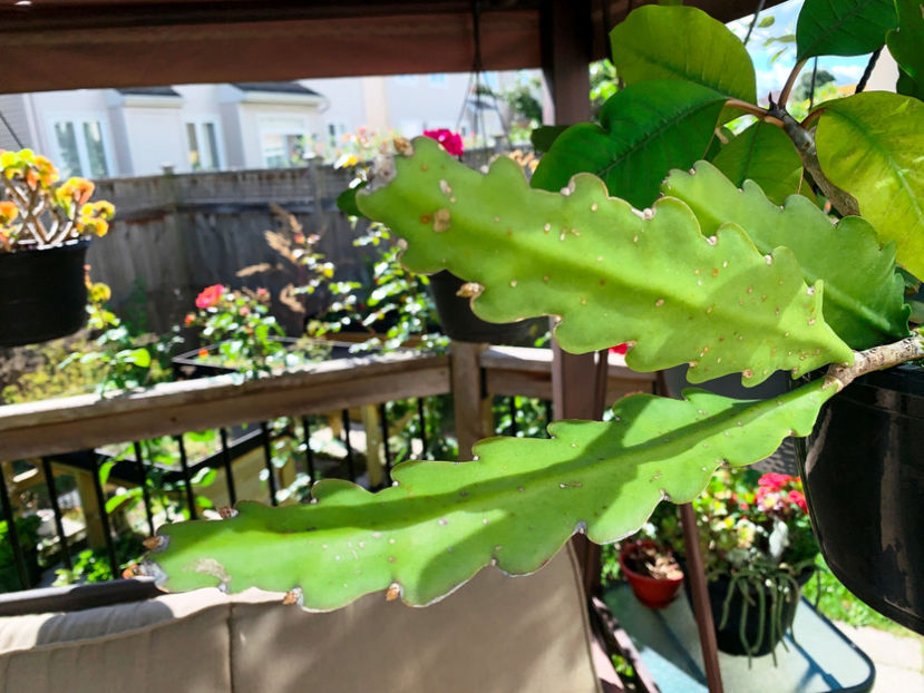 acum si-a gasit sa faca boboci, mai este un pic si ninge :( - Jurnalul gradinii 2021