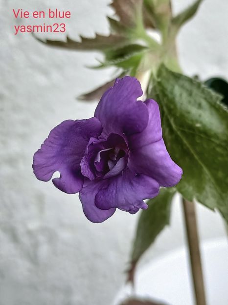 26.09.2021 - Achimenes 2021