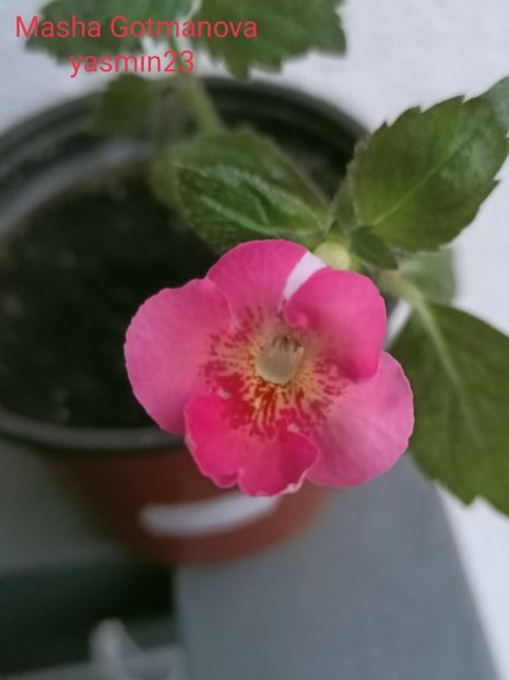 26.09.2021 - Achimenes 2021