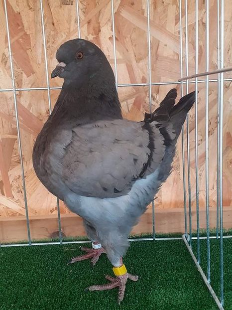 received_903020273638879 - KINGI PUI 2021