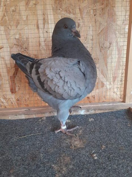 received_196506139253603 - KINGI PUI 2021