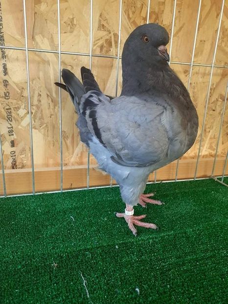 received_725164988884725 - KINGI PUI 2021