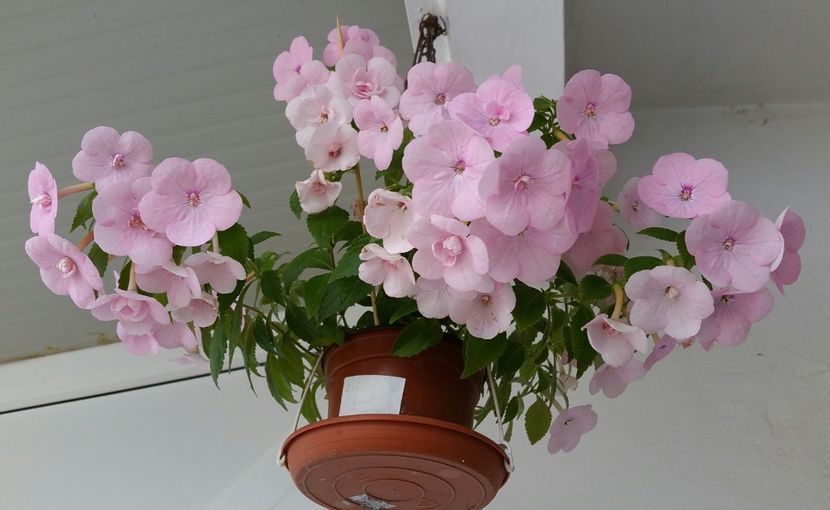 20210926_144637-1 - Achimenes 2021