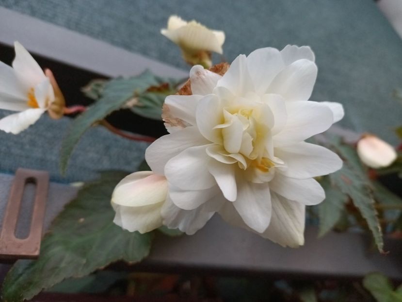 27.09.2021 - X-Begonia