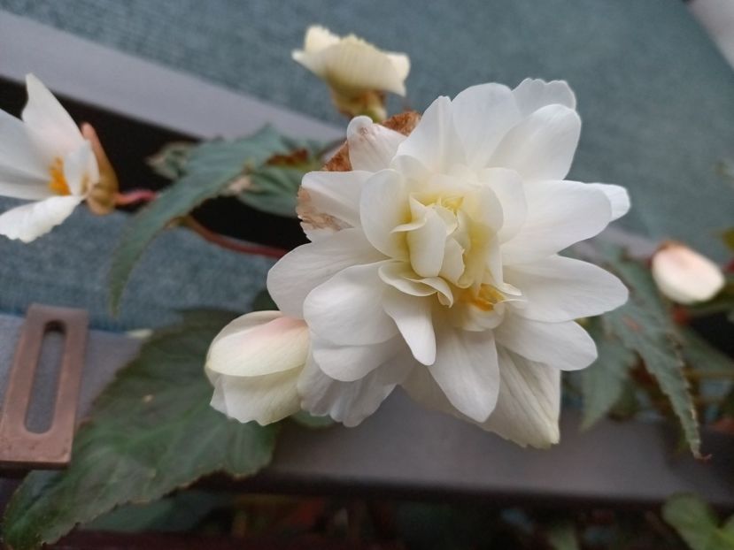 Img.2021.09.27 - X-Begonia