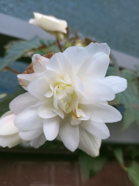 Img. 2021.09.27 - X-Begonia