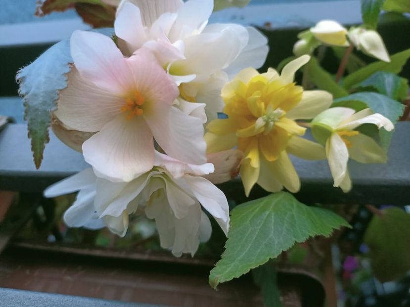 Img. 2021.09.27 - X-Begonia