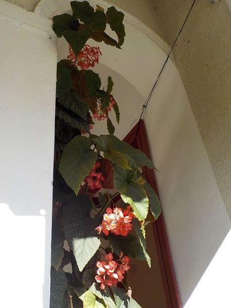 114705923 (3) - begonia lucernae