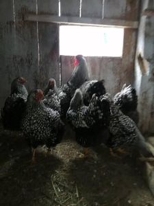  - Wyandotte ARGINTIU MATCA DIN 2020 PENTRU 2021