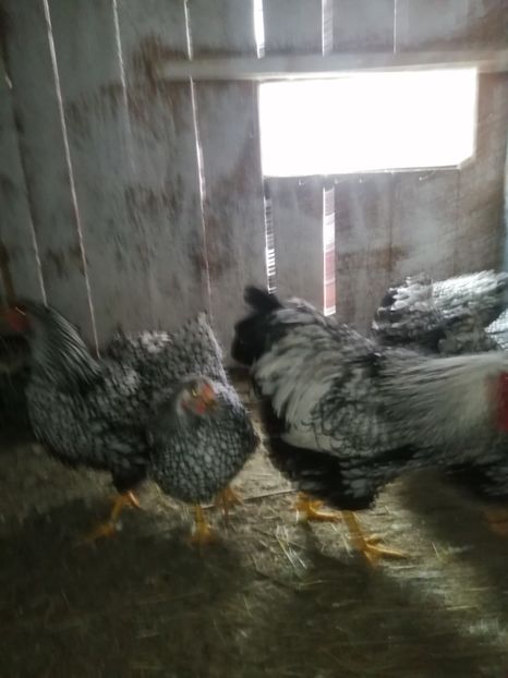  - Wyandotte ARGINTIU MATCA DIN 2020 PENTRU 2021