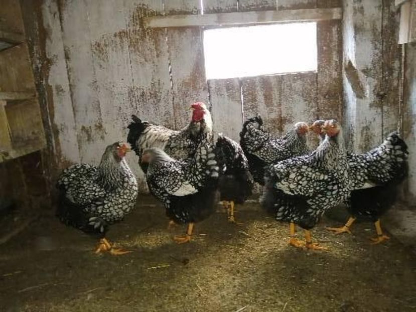  - Wyandotte ARGINTIU MATCA DIN 2020 PENTRU 2021