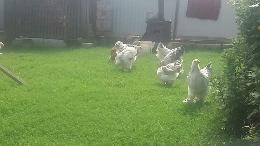  - Pui brahma la comun și hibrid 2021