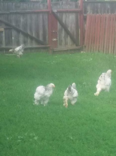 received_4456531984403005 - Pui brahma la comun și hibrid 2021