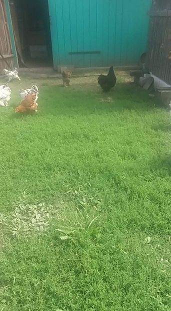 received_233632091962499 - Pui brahma la comun și hibrid 2021