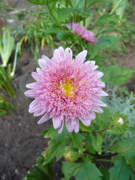 P3140685 - 2021 - 03 - Toamna