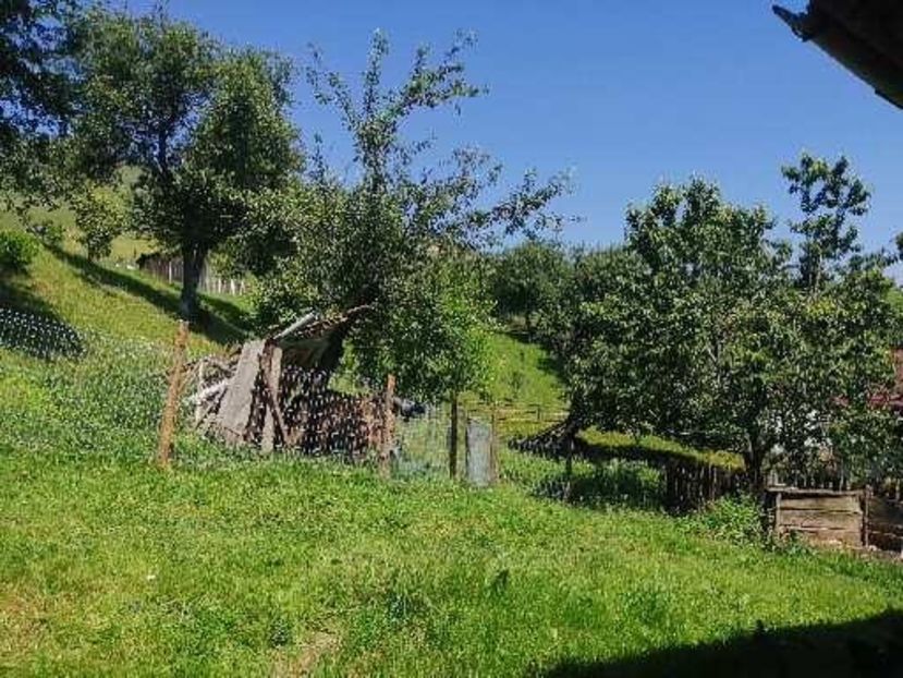  - Pui wyandotte argintiu și hibrid 2021