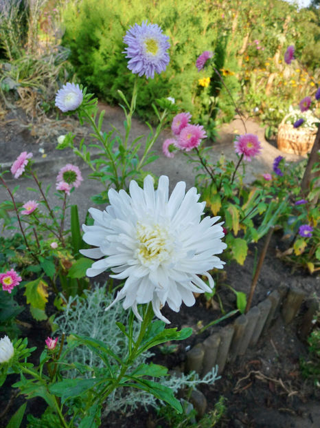  - 2021 - 03 - Toamna