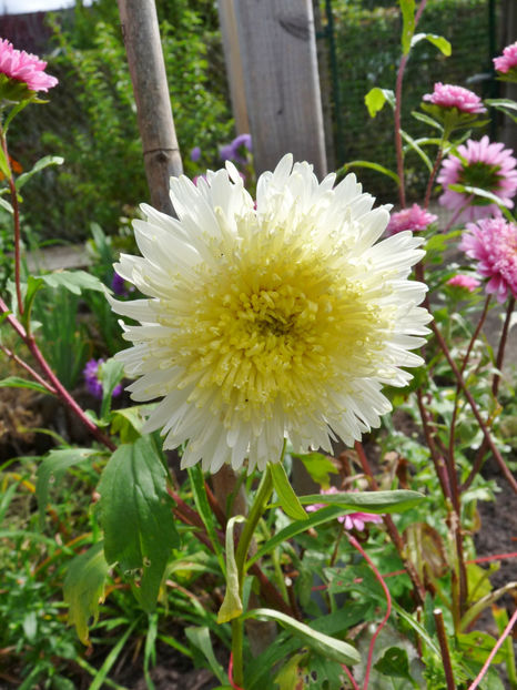  - 2021 - 03 - Toamna