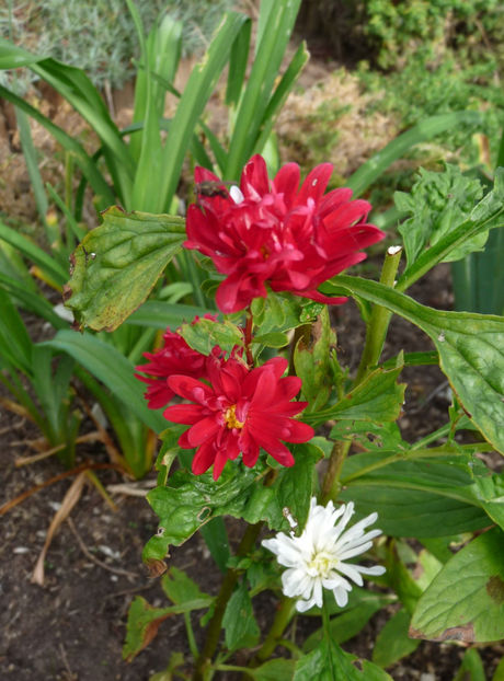  - 2021 - 03 - Toamna