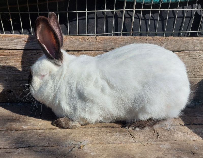 veteranul - a-Californian