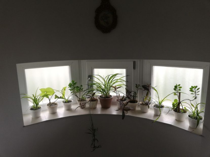  - Trandafiri la ghivece si plante dec la ghivece