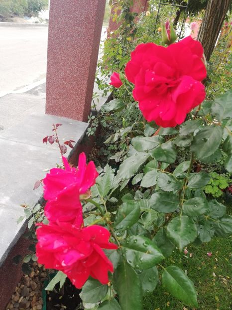  - Gradina toamna 2021
