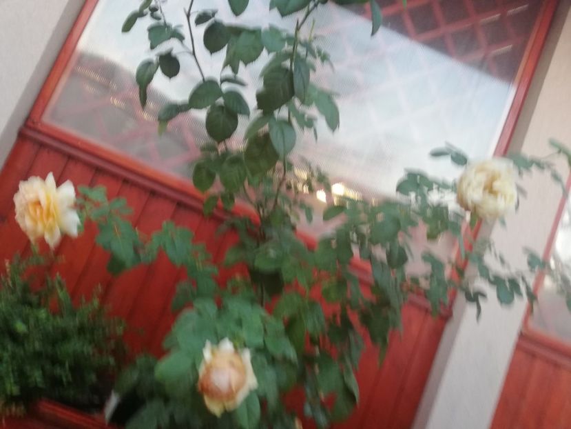  - Gradina toamna 2021