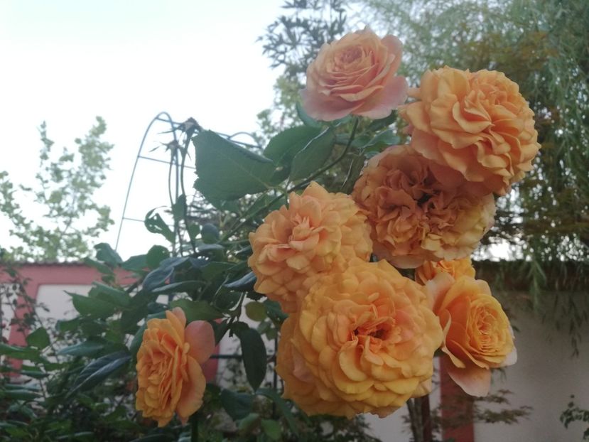  - Gradina toamna 2021