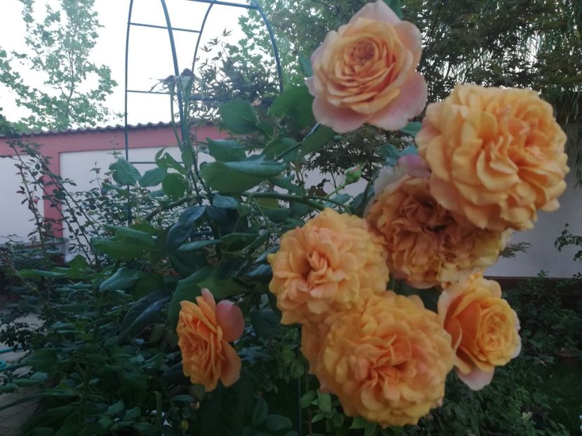  - Gradina toamna 2021